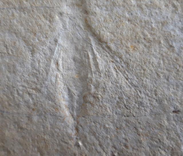 Myrmicium schroeteri GERMAR 1839 - Bild &copy; FossNet FossilienStore